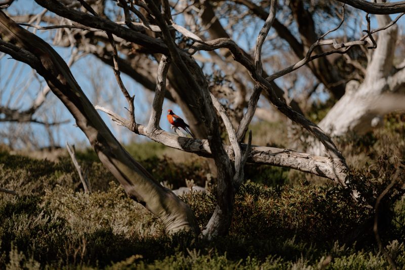 Alannah and Alex snow wedding perisher nsw-90