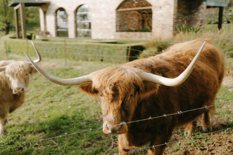 Alison and Matthew Wedding Mali Brae Farm-104