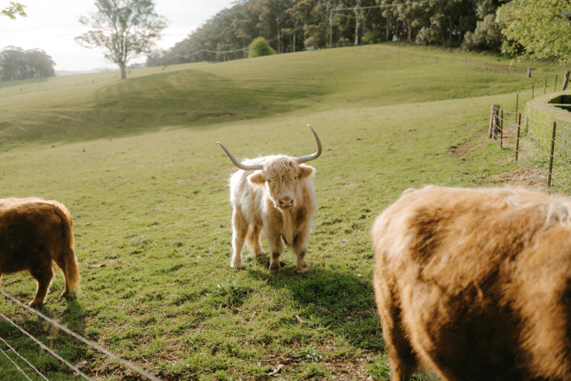 Alison and Matthew Wedding Mali Brae Farm-105