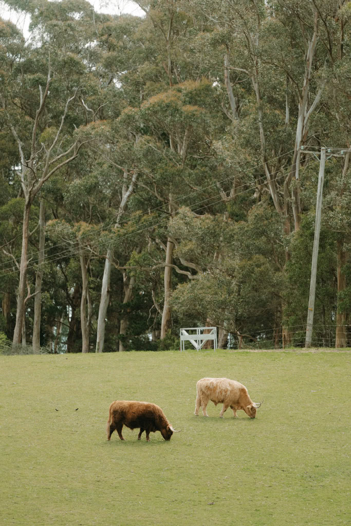 Alison and Matthew Wedding Mali Brae Farm-21