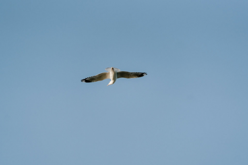 Ankita and Ash post wedding SMALL portraits-7