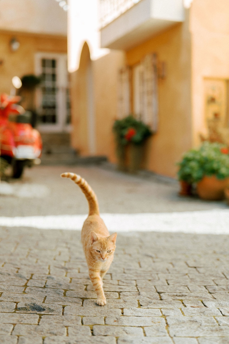 AnkitaandAshtyrElopement-26