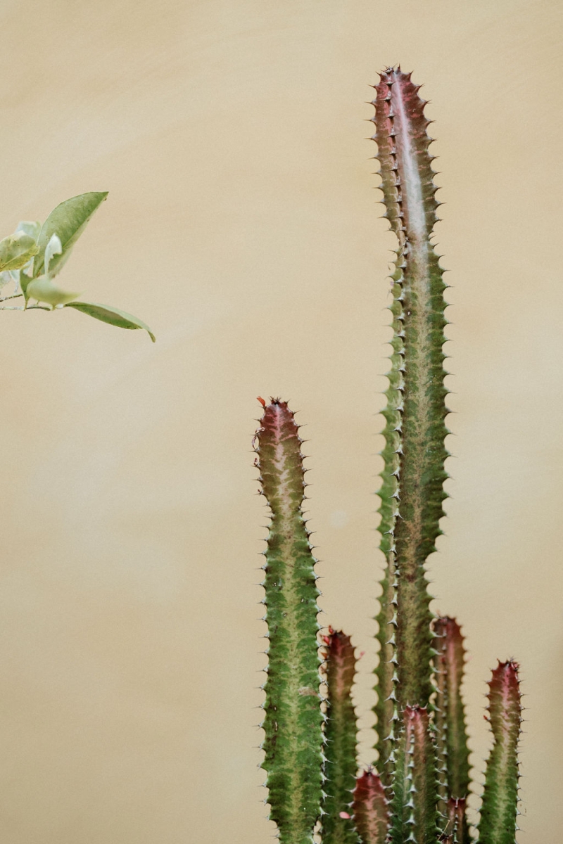 AnkitaandAshtyrElopement-340