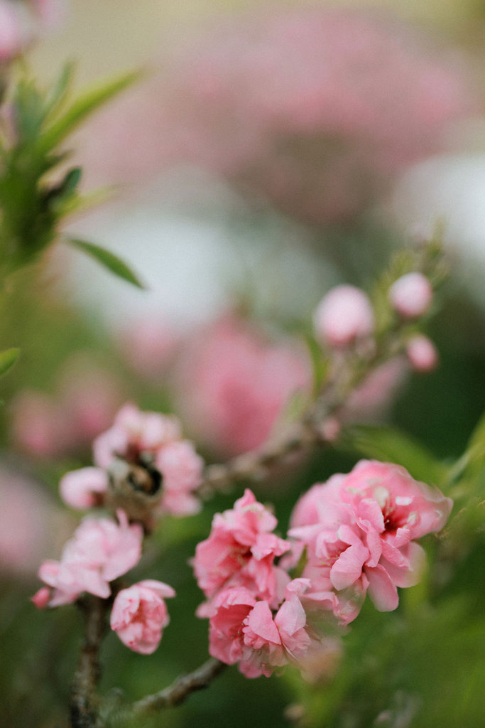 AnkitaandAshtyrElopement-732