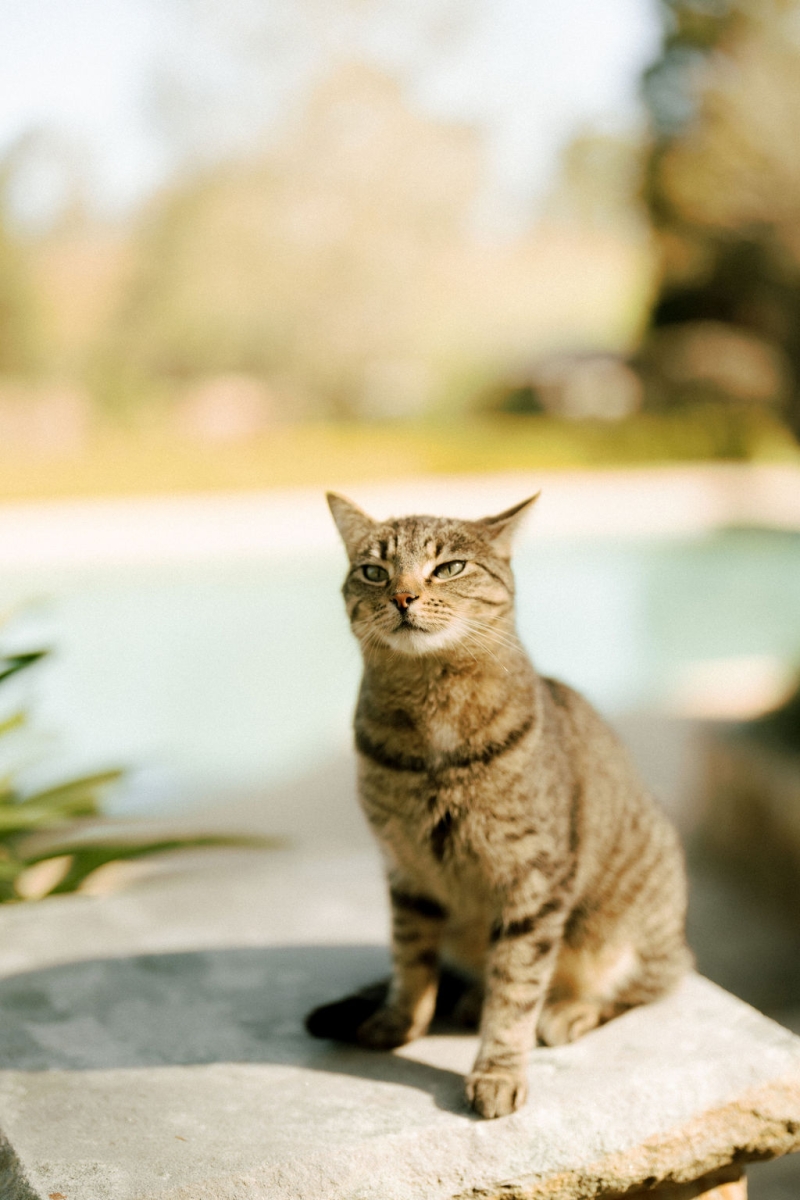 AnkitaandAshtyrElopement-86