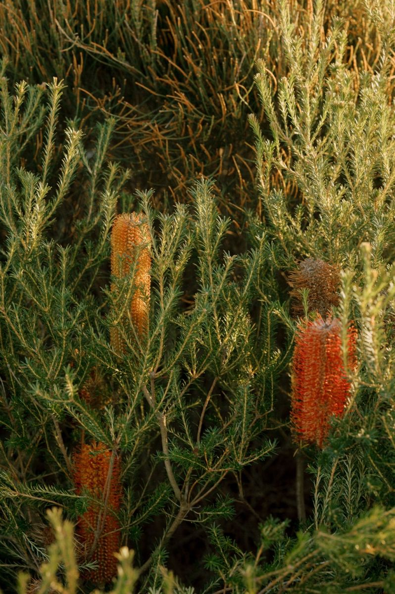 AnnandRaulPortraits00237