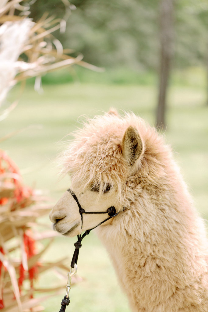 Bernie and Emma pre wedding-7
