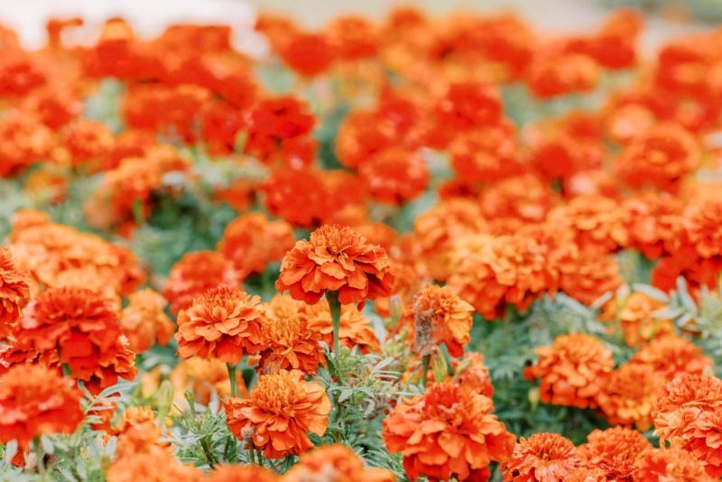 BriJoshElopement-325