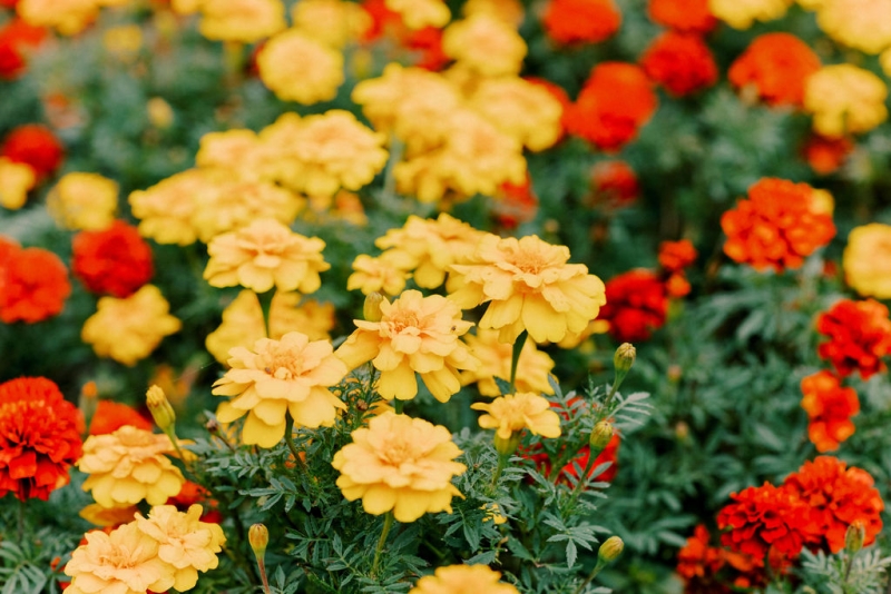 BriJoshElopement-329