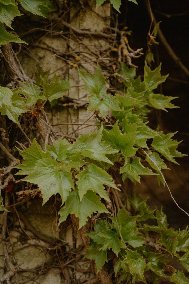 Catarina and Cameron Wedding Bendooley Bookbarn SMALL-10