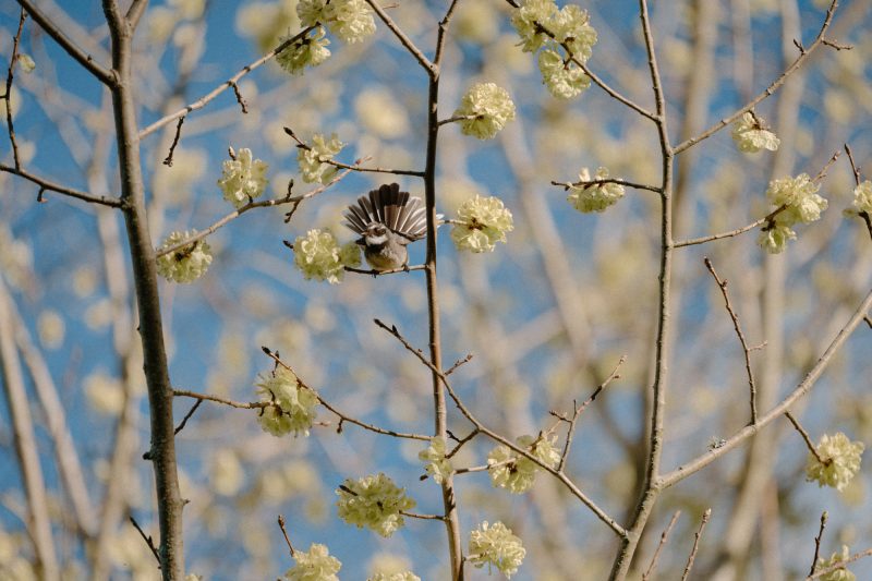 Catarina and Cameron Wedding Bendooley Bookbarn SMALL-149