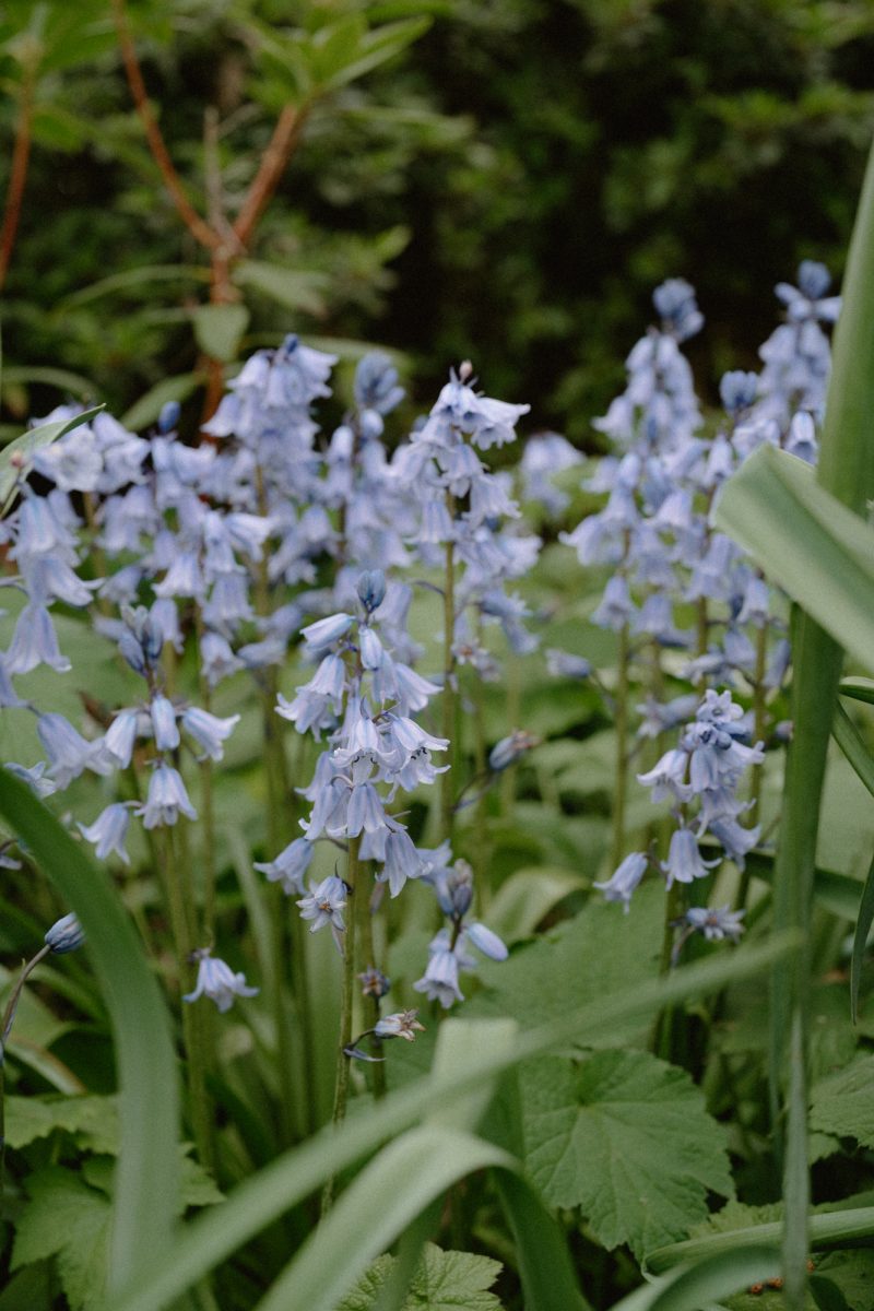 Catarina and Cameron Wedding Bendooley Bookbarn SMALL-2
