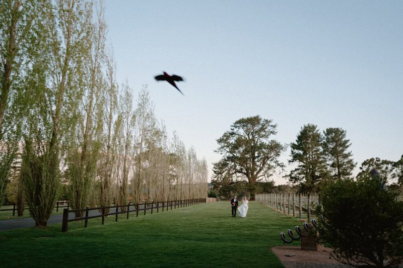 Catarina and Cameron Wedding Bendooley Bookbarn SMALL-260