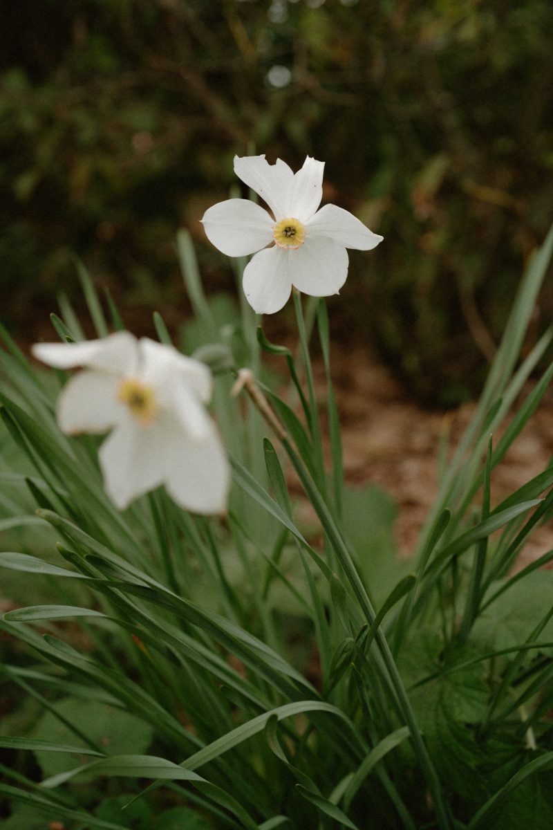 Catarina and Cameron Wedding Bendooley Bookbarn SMALL-3