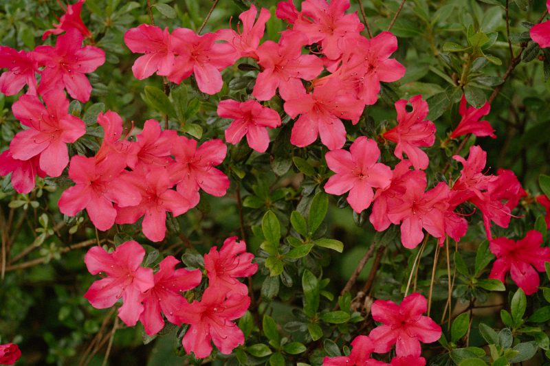 Catarina and Cameron Wedding Bendooley Bookbarn SMALL-4