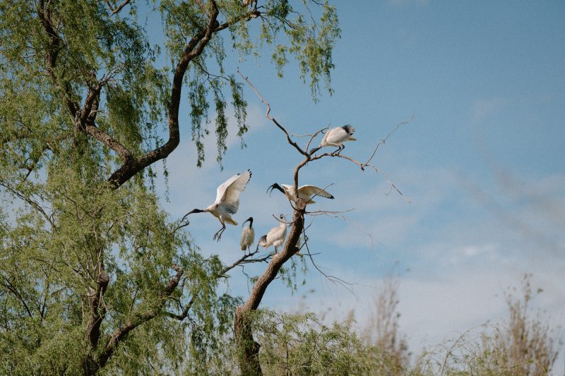 Catarina and Cameron Wedding Bendooley Bookbarn SMALL-47