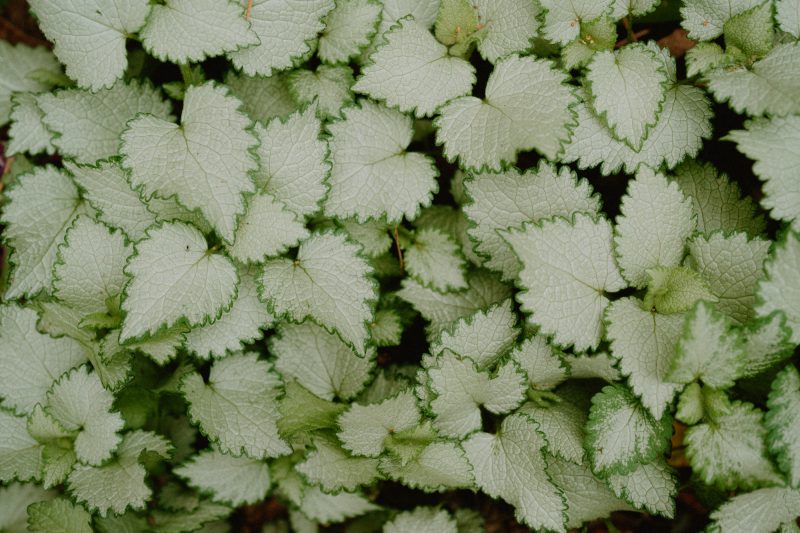 Catarina and Cameron Wedding Bendooley Bookbarn SMALL-5