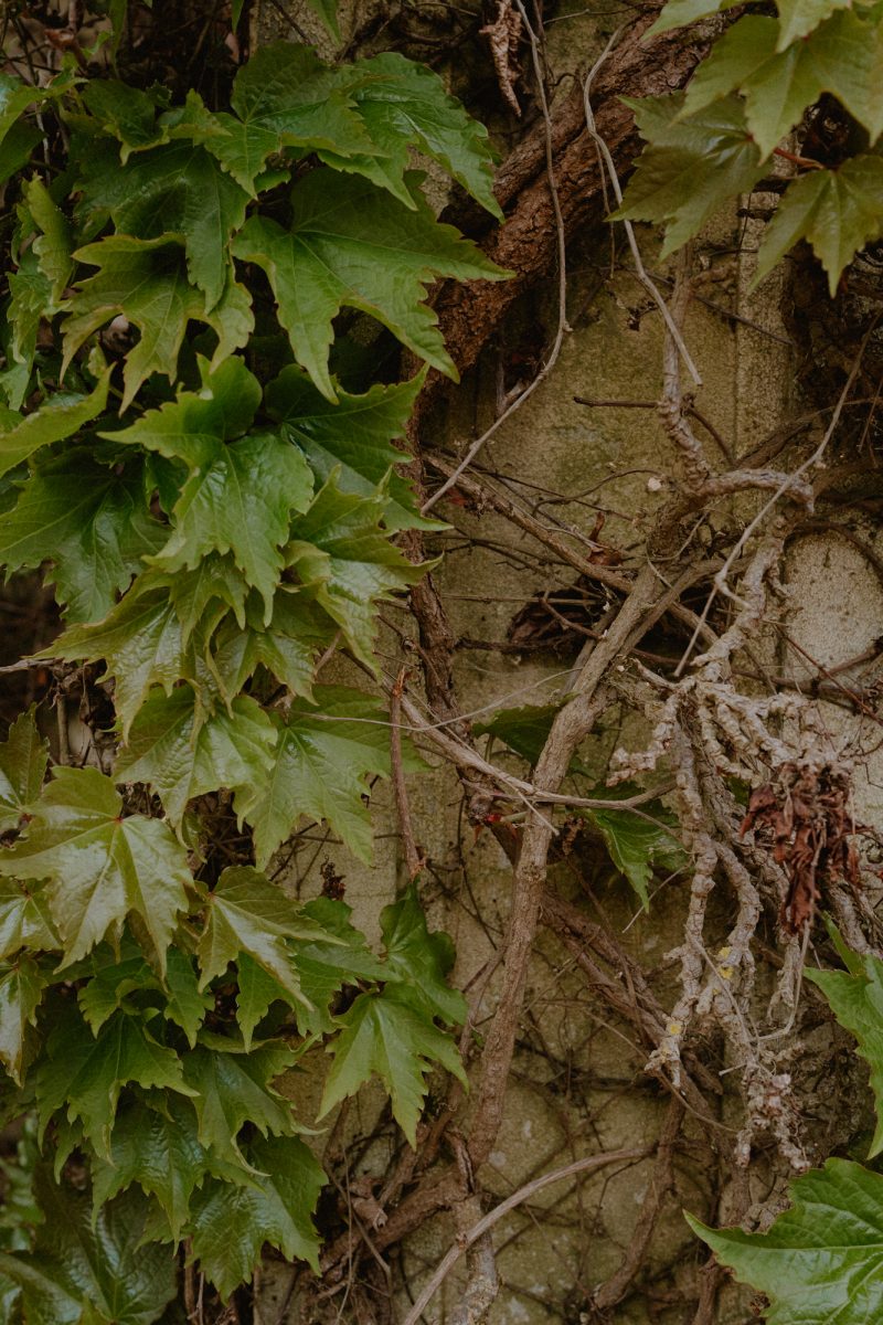 Catarina and Cameron Wedding Bendooley Bookbarn SMALL-7