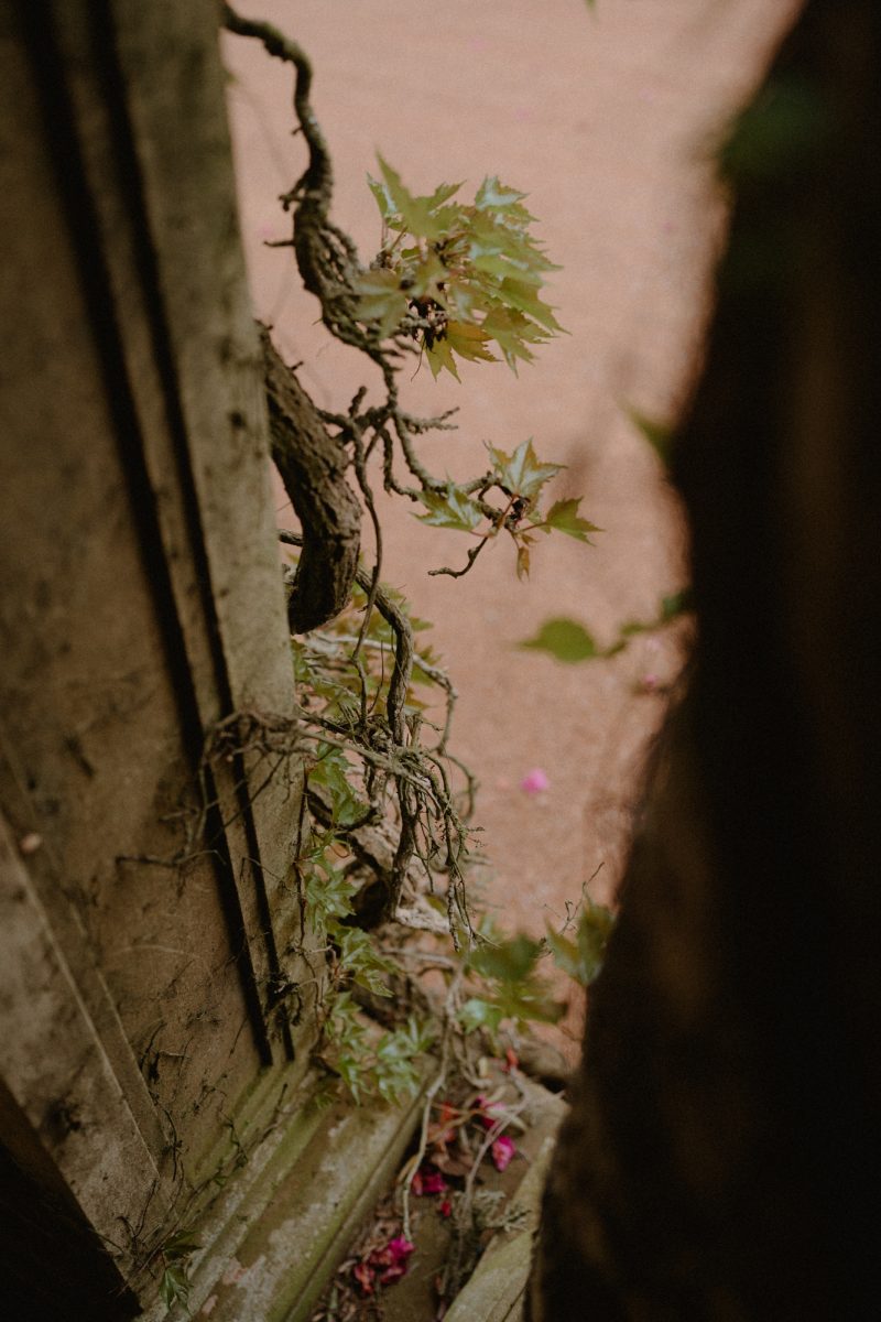 Catarina and Cameron Wedding Bendooley Bookbarn SMALL-8