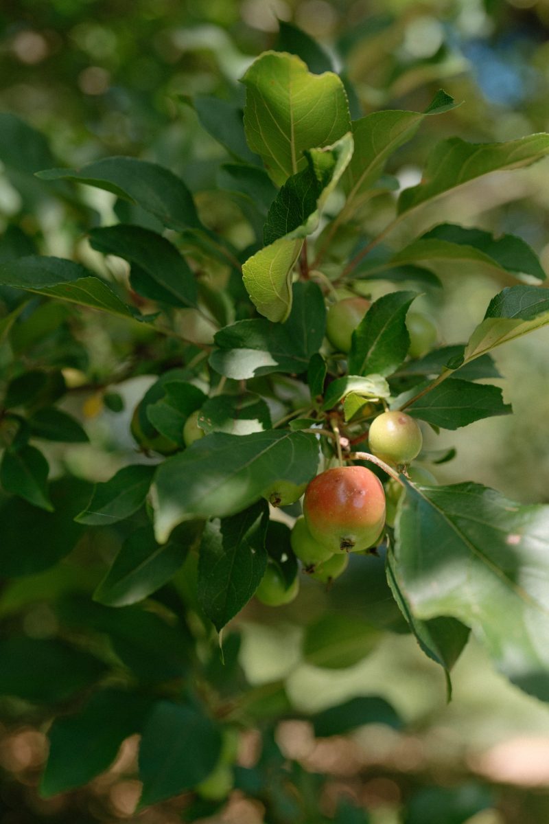 Celia and Sanji Sneak peek SMALL-2