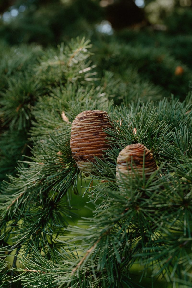 Celia and Sanji Sneak peek SMALL-5