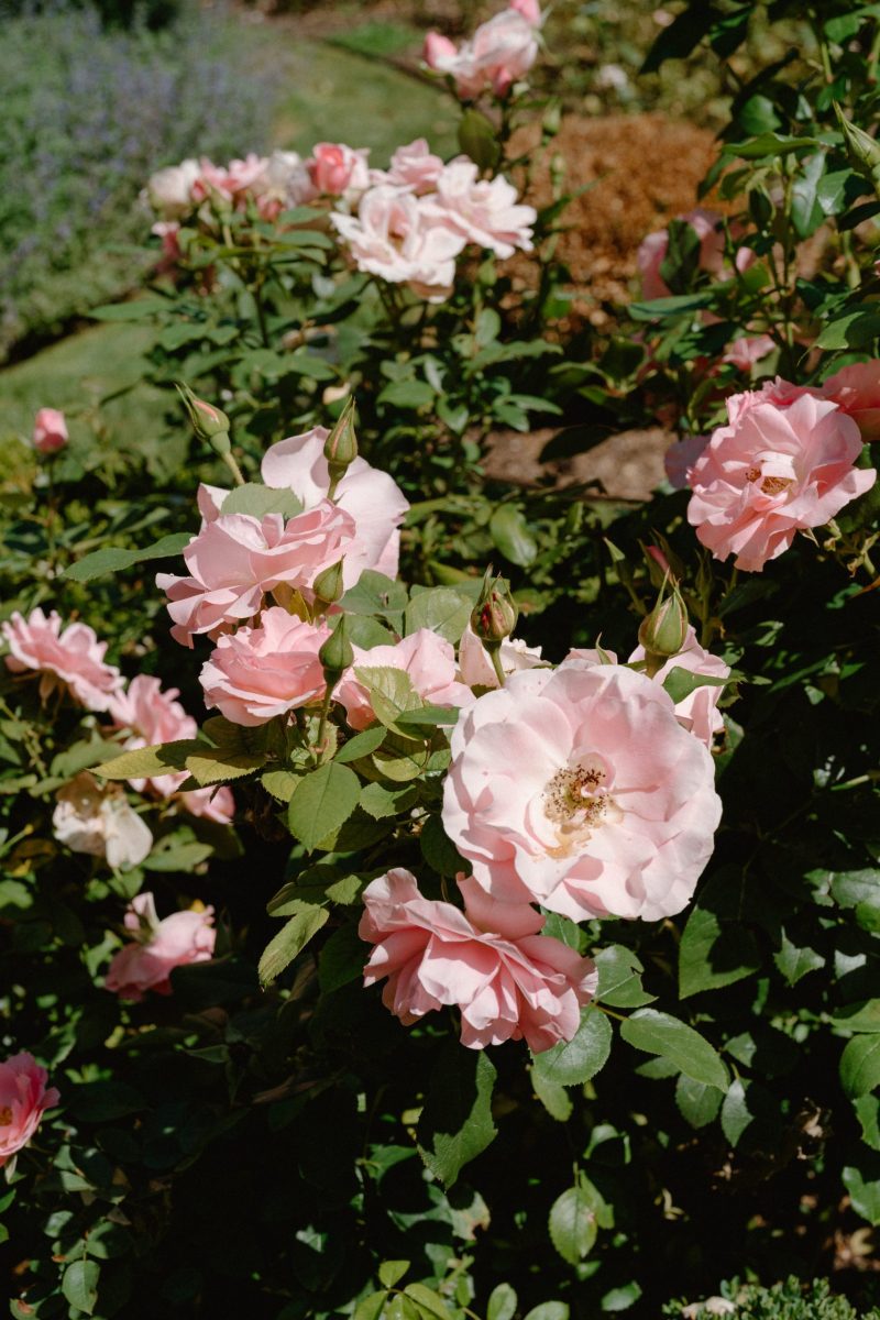 Celia and Sanji Sneak peek SMALL-6