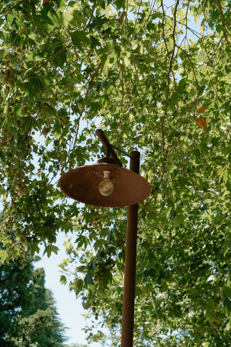 Celia and Sanji Sneak peek SMALL-7