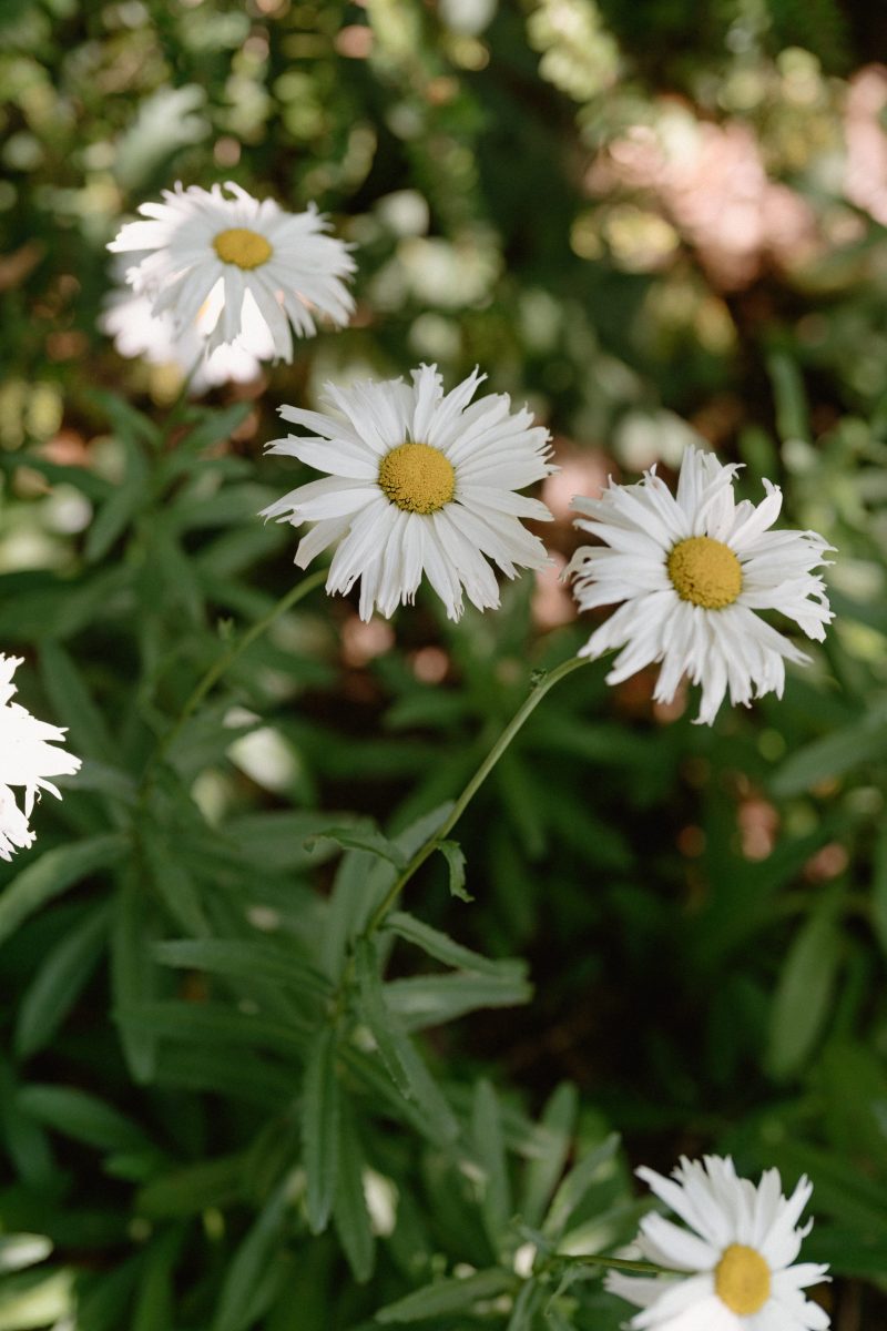 Celia and Sanji Sneak peek SMALL