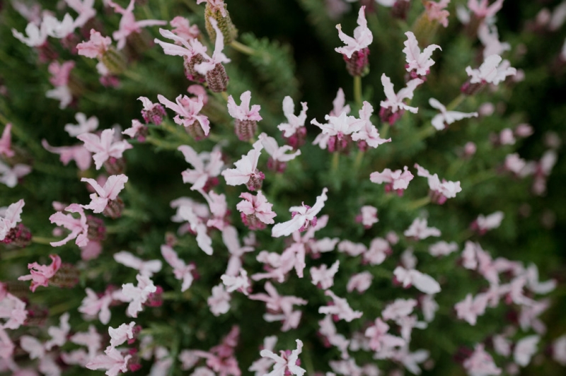 Damian and Michelle Online-111