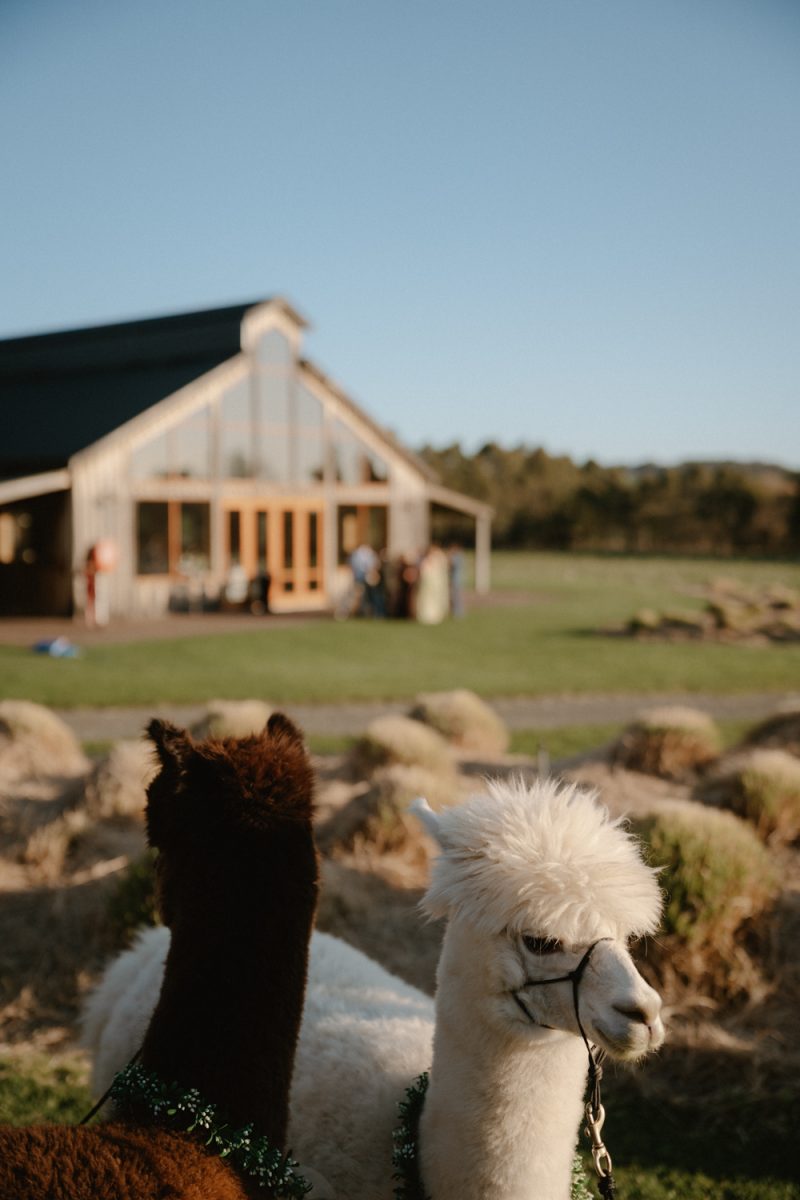 Dan and Flynn Wedding Sneak Peek Small-114