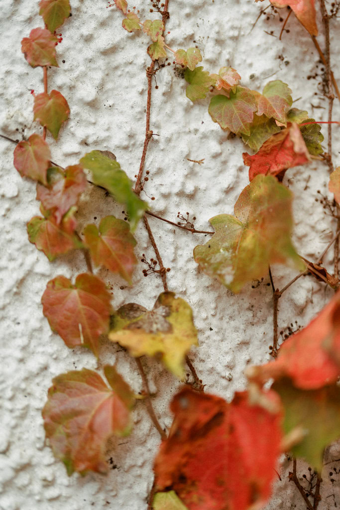 Dan and Kyle Wedding Online-1