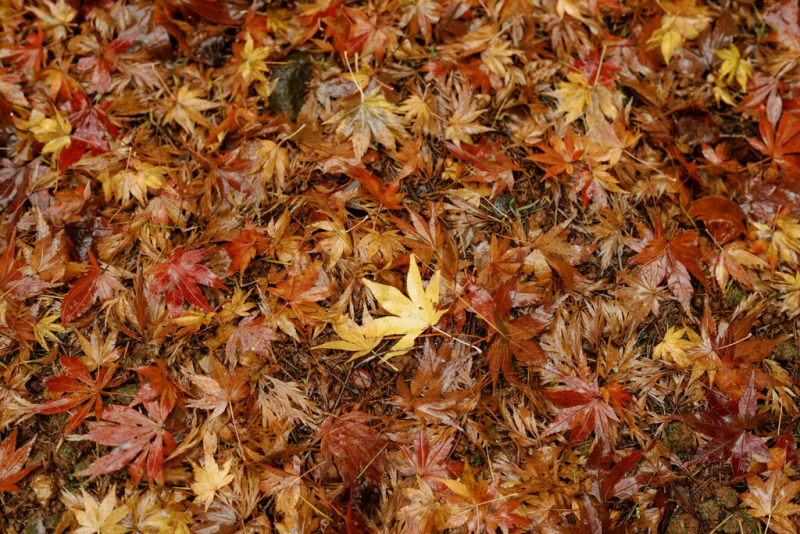 Dan and Kyle Wedding Online-12