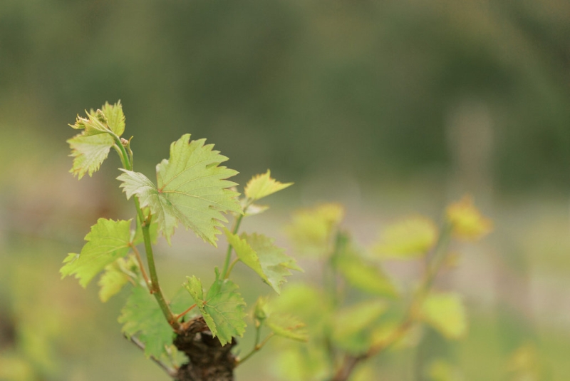 Emma and Bernie Stonehurst-3