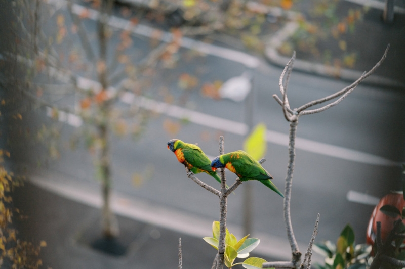 Georgia Ivory Music-80