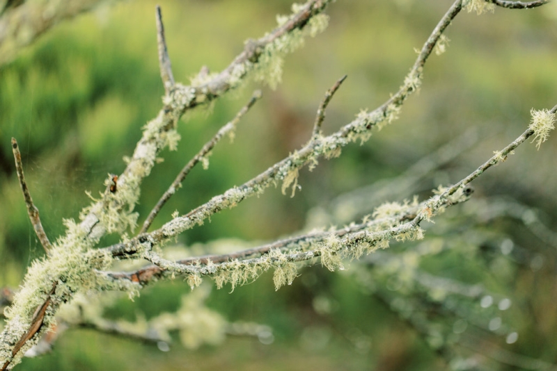 Hannah and Joel Pre wedding-1