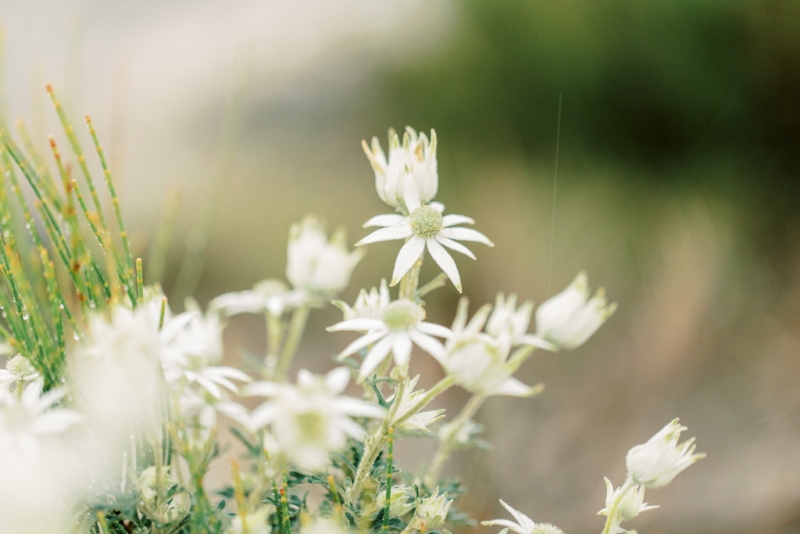 Hannah and Joel Pre wedding-3