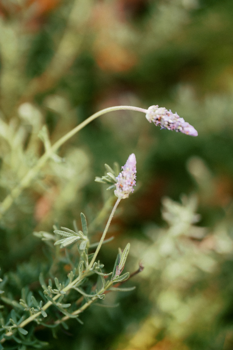 Harriet and James Wedding Small v2-4