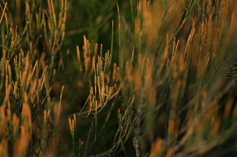 MeeraVipulportraits-188