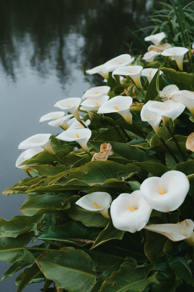 Melody and Bowrun Wedding Sneak Peek SMALL-160