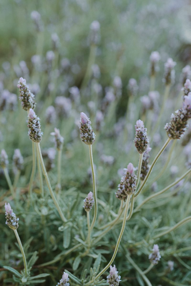 Melody and Bowrun Wedding Sneak Peek SMALL-79