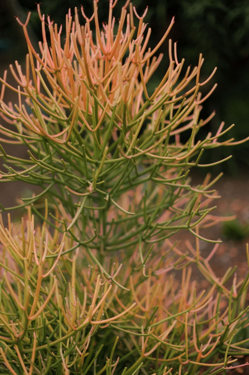 NatashaandAlexPortraits-74