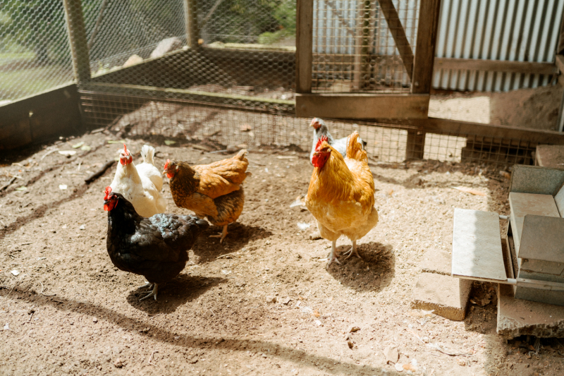 Ramona and Ray Bebeah Farm New-85