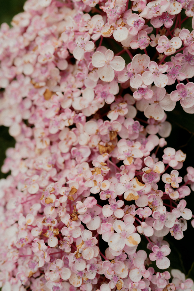 Rebecca and Edward Film Photography Bendooley Estate Book Barn-88