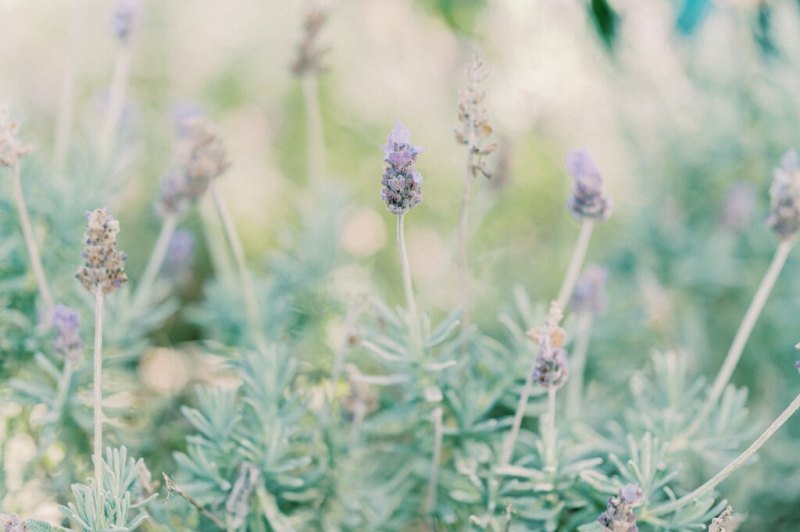 Sabina and Ross Wedding -5