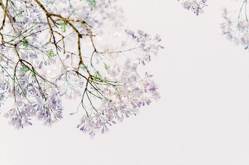 Sabina and Ross Wedding -8