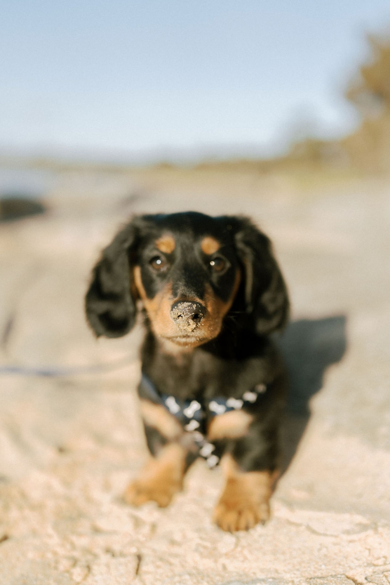 ZackandJacquiportraits-2